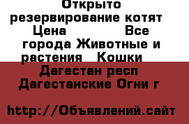 Открыто резервирование котят › Цена ­ 15 000 - Все города Животные и растения » Кошки   . Дагестан респ.,Дагестанские Огни г.